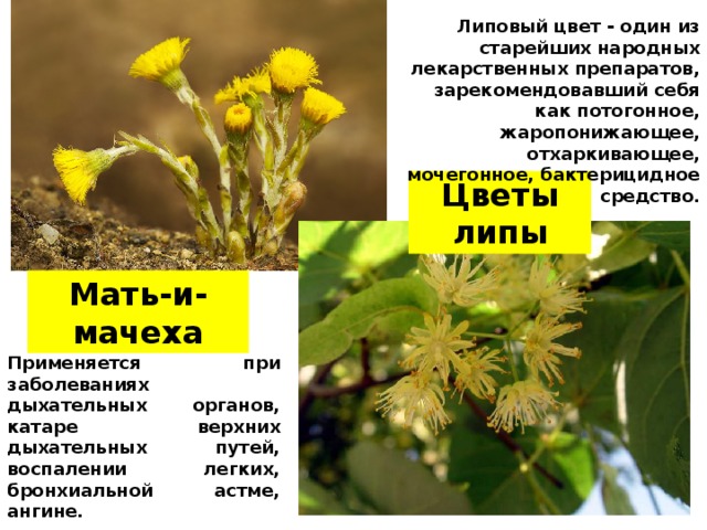 Липовый цвет - один из старейших народных лекарственных препаратов, зарекомендовавший себя как потогонное, жаропонижающее, отхаркивающее, мочегонное, бактерицидное средство. Цветы липы Мать-и-мачеха Применяется при заболеваниях дыхательных органов, катаре верхних дыхательных путей, воспалении легких, бронхиальной астме, ангине.  