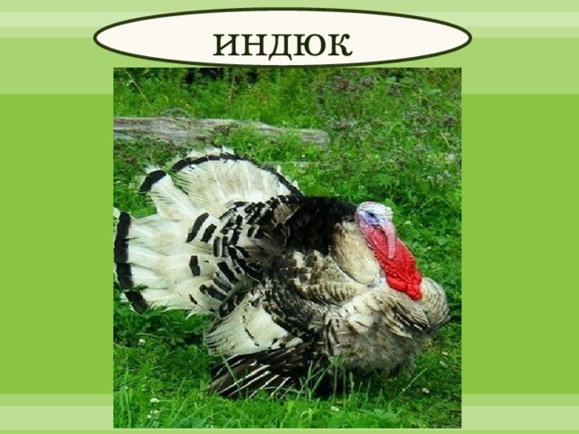 индюк 