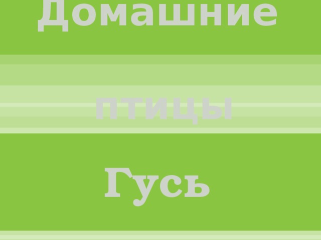 Домашние птицы Гусь 