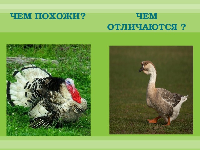 Чем похожи? Чем отличаются ? 
