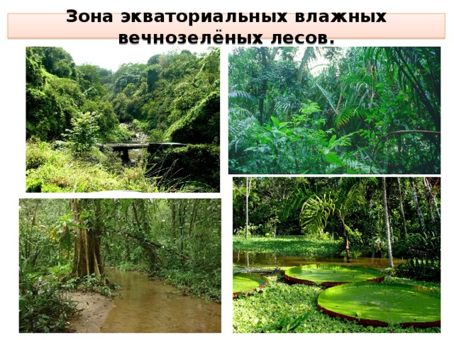 Зона экваториальных влажных вечнозелёных лесов.