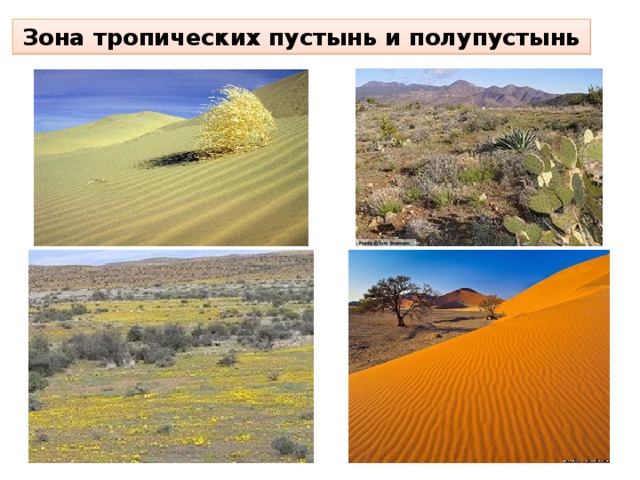 Зона тропических пустынь и полупустынь
