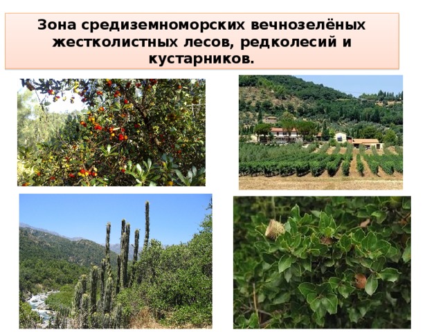 Зона средиземноморских вечнозелёных жестколистных лесов, редколесий и кустарников.
