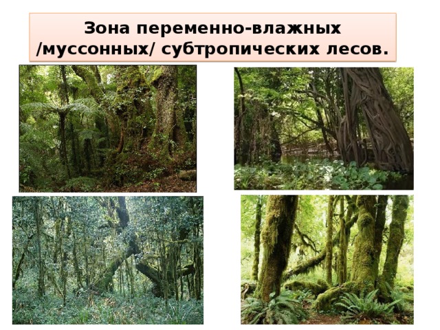 Зона переменно-влажных /муссонных/ субтропических лесов.