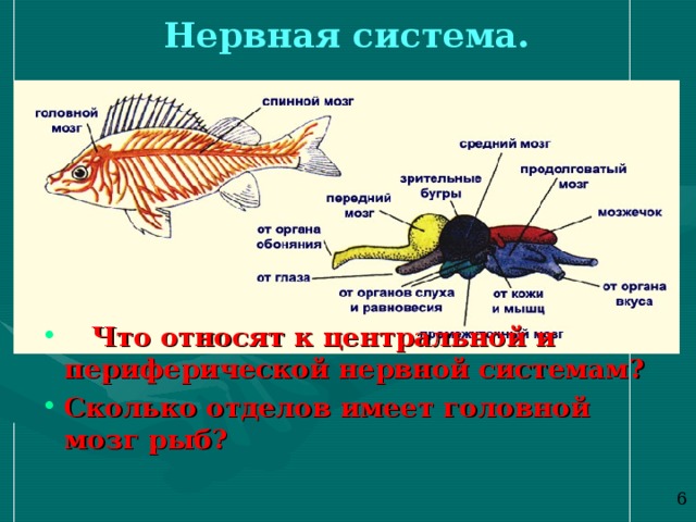 Нервная система.  Что относят к центральной и периферической нервной системам? Сколько отделов имеет головной мозг рыб? 6 