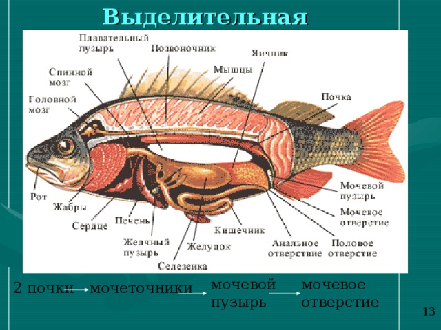Выделительная система мочевой пузырь мочевое отверстие 2 почки мочеточники 1 3 