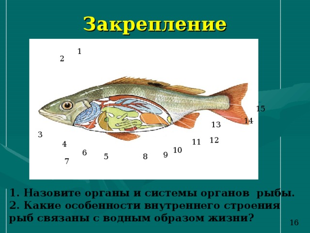Закрепление 1 2 15 14 13 3 12 11 4 10 6 9 8 5 7 1. Назовите органы и системы органов рыбы. 2. Какие особенности внутреннего строения рыб связаны с водным образом жизни? 1 6 