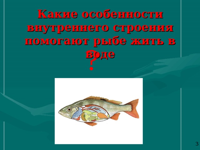 Какие особенности внутреннего строения помогают рыбе жить в воде ? 3 