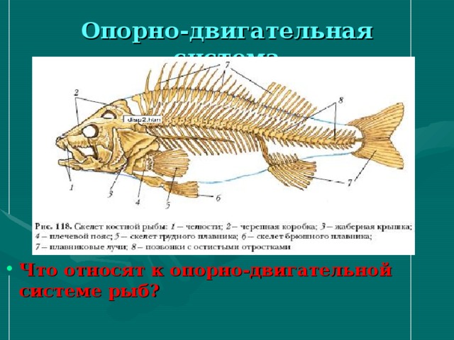 Опорно-двигательная система Что относят к опорно-двигательной системе рыб? 