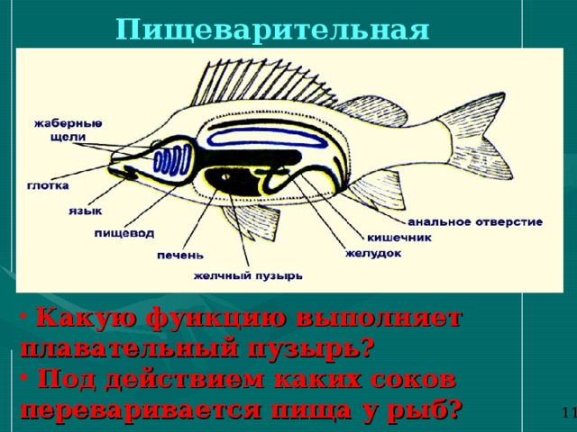 Пищеварительная система  Какую функцию выполняет плавательный пузырь?  Под действием каких соков переваривается пища у рыб? 1 1 