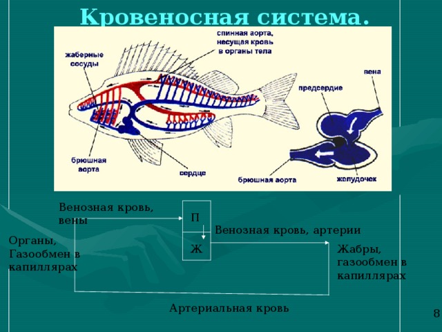 Кровеносная система. Венозная кровь, вены П Венозная кровь, артерии Органы, Газообмен в капиллярах Жабры, газообмен в капиллярах Ж Артериальная кровь 8 