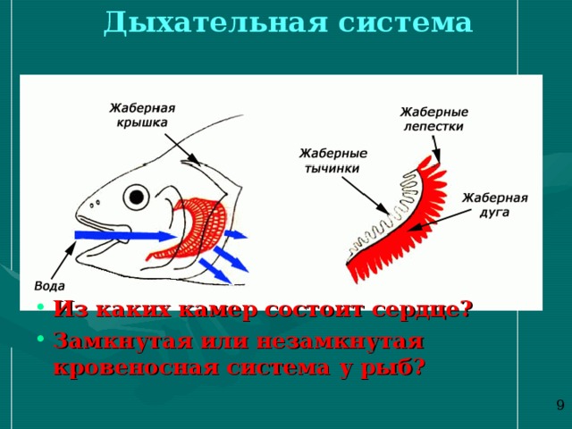 Дыхательная система Из каких камер состоит сердце? Замкнутая или незамкнутая кровеносная система у рыб? 9 