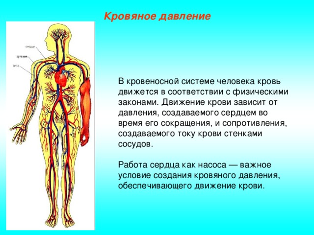 Кровяное давление В кровеносной системе человека кровь движется в соответствии с физическими законами. Движение крови зависит от давления, создаваемого сердцем во время его сокращения, и сопротивления, создаваемого току крови стенками сосудов. Работа сердца как насоса — важное условие создания кровяного давления, обеспечивающего движение крови.