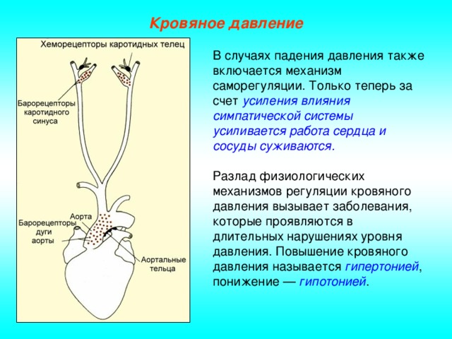 Кровяное давление В случаях падения давления также включается механизм саморегуляции. Только теперь за счет усиления влияния симпатической системы усиливается работа сердца и сосуды суживаются.  Разлад физиологических механизмов регуляции кровяного давления вызывает заболевания, которые проявляются в длительных нарушениях уровня давления. Повышение кровяного давления называется гипертонией , понижение — гипотонией .
