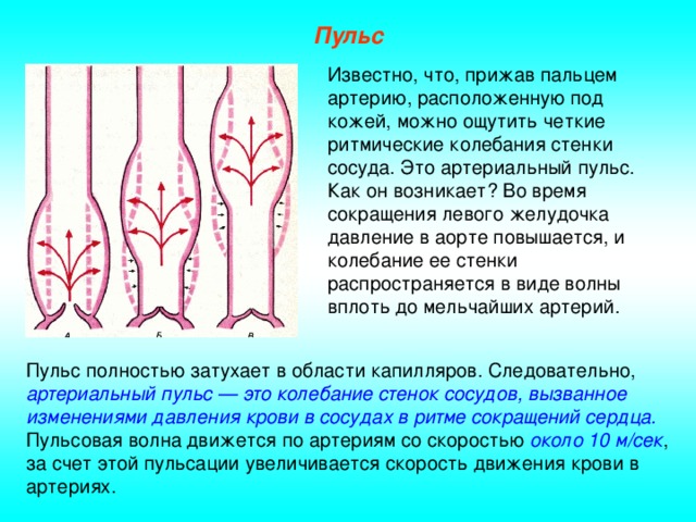 Пульс Известно, что, прижав пальцем артерию, расположенную под кожей, можно ощутить четкие ритмические колебания стенки сосуда. Это артериальный пульс. Как он возникает? Во время сокращения левого желудочка давление в аорте повышается, и колебание ее стенки распространяется в виде волны вплоть до мельчайших артерий. Пульс полностью затухает в области капилляров. Следовательно, артериальный пульс — это колебание стенок сосудов, вызванное изменениями давления крови в сосудах в ритме сокращений сердца. Пульсовая волна движется по артериям со скоростью около 10 м/сек , за счет этой пульсации увеличивается скорость движения крови в артериях.