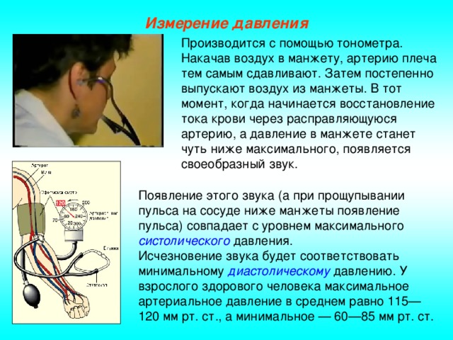 Измерение давления Производится с помощью тонометра. Накачав воздух в манжету, артерию плеча тем самым сдавливают. Затем постепенно выпускают воздух из манжеты. В тот момент, когда начинается восстановление тока крови через расправляющуюся артерию, а давление в манжете станет чуть ниже максимального, появляется своеобразный звук. Появление этого звука (а при прощупывании пульса на сосуде ниже манжеты появление пульса) совпадает с уровнем максимального систолического давления. Исчезновение звука будет соответствовать минимальному диастолическому давлению. У взрослого здорового человека максимальное артериальное давление в среднем равно 115—120 мм рт. ст., а минимальное — 60—85 мм рт. ст.