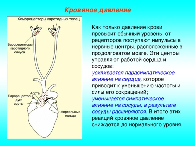 Кровяное давление Как только давление крови превысит обычный уровень, от рецепторов поступают импульсы в нервные центры, расположенные в продолговатом мозге. Эти центры управляют работой сердца и сосудов: усиливается парасимпатическое влияние на сердце, которое приводит к уменьшению частоты и силы его сокращений; уменьшается симпатическое влияние на сосуды, в результате сосуды расширяются. В итоге этих реакций кровяное давление снижается до нормального уровня.