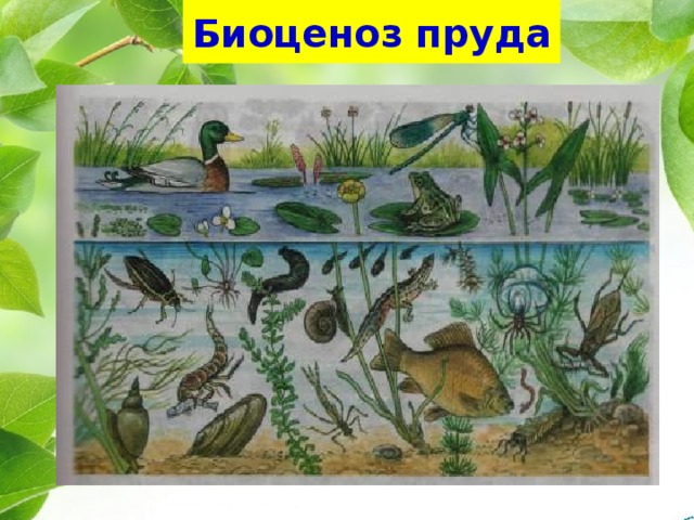 Биоценоз пруда 