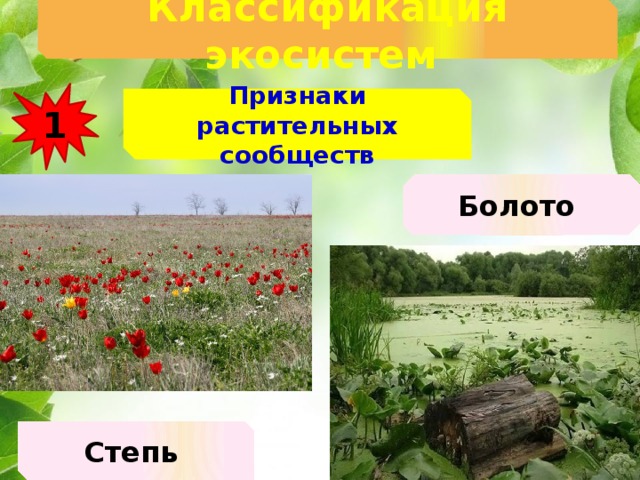 Классификация экосистем  1 Признаки растительных сообществ Болото Степь 