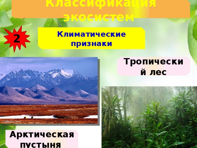 Классификация экосистем  2 Климатические признаки Тропический лес Арктическая пустыня 