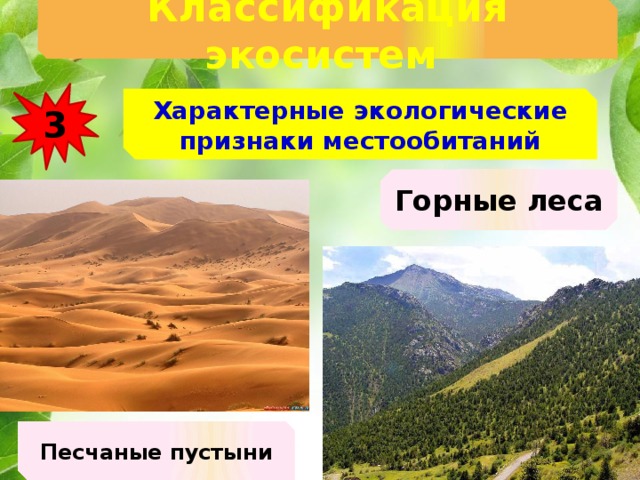Классификация экосистем  3 Характерные экологические признаки местообитаний Горные леса Песчаные пустыни 