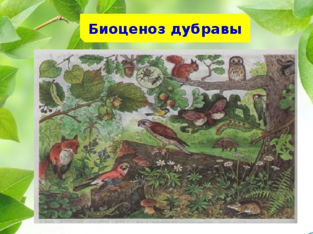 Биоценоз дубравы 