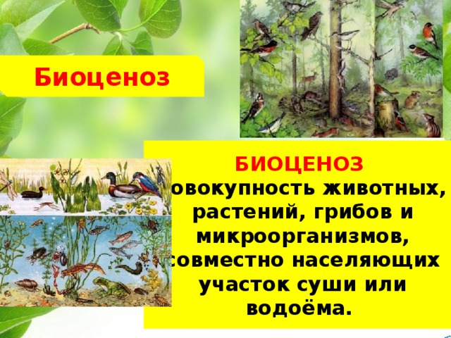 Биоценоз БИОЦЕНОЗ  совокупность животных, растений, грибов и микроорганизмов, совместно населяющих участок суши или водоёма. 