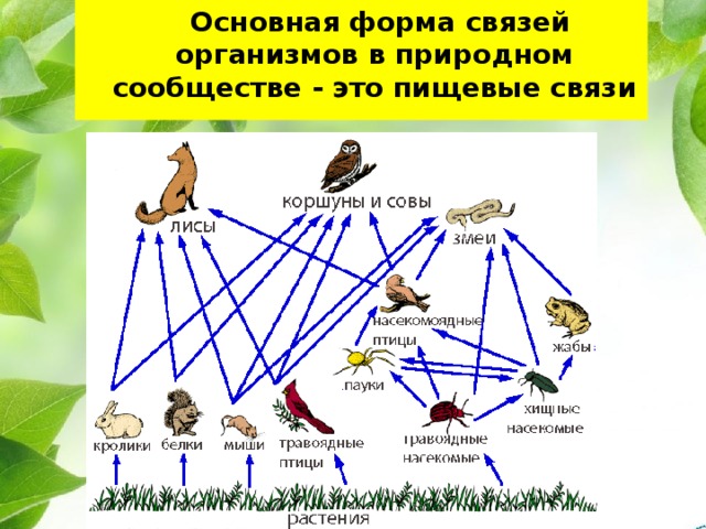  Основная форма связей организмов в природном сообществе - это пищевые связи 