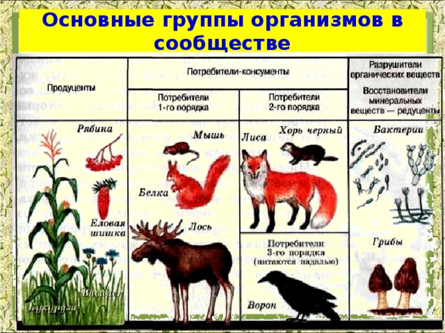 Основные группы организмов в сообществе 