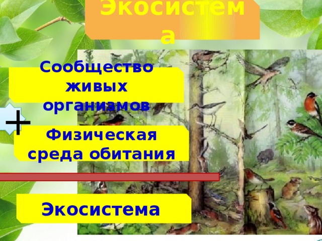 Экосистема  Сообщество живых организмов + Физическая среда обитания Экосистема 
