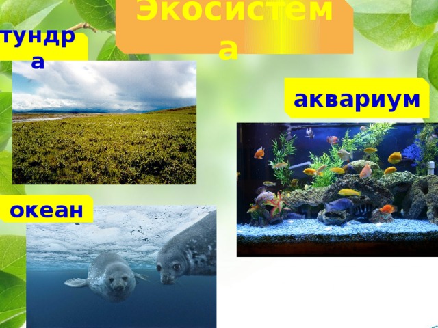 Экосистема  тундра аквариум океан 