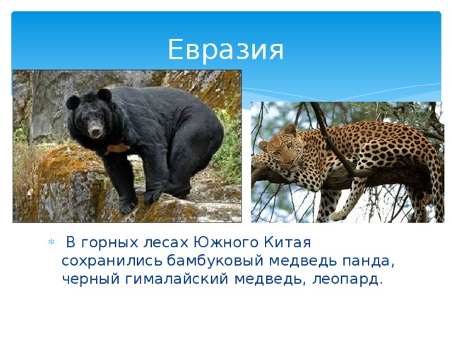 Евразия   В горных лесах Южного Китая сохранились бамбуковый медведь панда, черный гималайский медведь, леопард. 