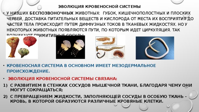 ЭВОЛЮЦИЯ КРОВЕНОСНОЙ СИСТЕМЫ У низших беспозвоночных животных: губок, кишечнополостных и плоских червей, доставка питательных веществ и кислорода от места их восприятия до частей тела происходит путем диффузных токов в тканевых жидкостях. Но у некоторых животных появляются пути, по которым идет циркуляция. Так возникают примитивные сосуды. Кровеносная система в основном имеет мезодермальное происхождение.  эволюция кровеносной системы связана: с развитием в стенках сосудов мышечной ткани, благодаря чему они могут сокращаться; с превращением жидкости, заполняющей сосуды в особую ткань – кровь, в которой образуются различные кровяные клетки. 