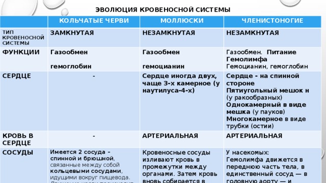 ЭВОЛЮЦИЯ КРОВЕНОСНОЙ СИСТЕМЫ КОЛЬЧАТЫЕ ЧЕРВИ ТИП КРОВЕНОСНОЙ СИСТЕМЫ МОЛЛЮСКИ ЗАМКНУТАЯ ФУНКЦИИ ЧЛЕНИСТОНОГИЕ Газообмен СЕРДЦЕ НЕЗАМКНУТАЯ НЕЗАМКНУТАЯ  КРОВЬ В СЕРДЦЕ Газообмен - Сердце иногда двух, чаще 3-х камерное (у наутилуса-4-х) -  Газообмен. Питание СОСУДЫ гемоглобин Гемолимфа гемоцианин Сердце - на спинной стороне Имеется 2 сосуда – спинной и брюшной , связанные между собой кольцевыми сосудами , идущими вокруг пищевода. АРТЕРИАЛЬНАЯ Кровеносные сосуды изливают кровь в промежутки между органами. Затем кровь вновь собирается в сосуды и поступает в жабры или легкое Движение крови происходит в определенном направлении – на спинной стороне к головному концу, на брюшной – назад Гемоцианин, гемоглобин АРТЕРИАЛЬНАЯ Пятиугольный мешок н (у ракообразных) Однокамерный в виде мешка (у пауков) У насекомых: Многокамерное в виде трубки (остии) Гемолимфа движется в переднюю часть тела, в единственный сосуд — в головную аорту — и выливается в полость тела 
