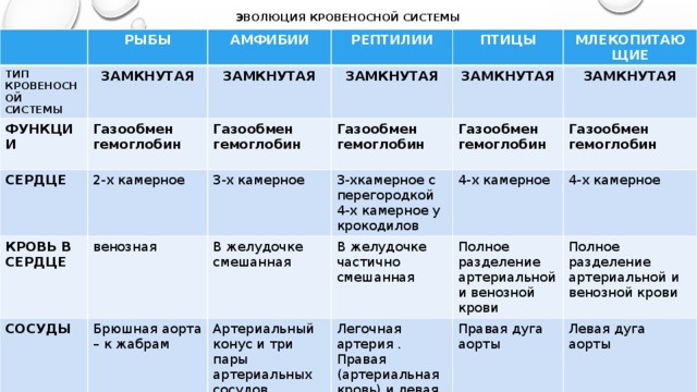 ЭВОЛЮЦИЯ КРОВЕНОСНОЙ СИСТЕМЫ ТИП КРОВЕНОСНОЙ СИСТЕМЫ РЫБЫ АМФИБИИ ЗАМКНУТАЯ ФУНКЦИИ Газообмен РЕПТИЛИИ СЕРДЦЕ ЗАМКНУТАЯ 2-х камерное Газообмен гемоглобин ЗАМКНУТАЯ КРОВЬ В СЕРДЦЕ ПТИЦЫ 3-х камерное венозная СОСУДЫ Газообмен гемоглобин ЗАМКНУТАЯ МЛЕКОПИТАЮЩИЕ 3-хкамерное с перегородкой Газообмен В желудочке смешанная Брюшная аорта – к жабрам гемоглобин ЗАМКНУТАЯ 4-х камерное у крокодилов 4-х камерное В желудочке частично смешанная Артериальный конус и три пары артериальных сосудов гемоглобин Газообмен Полное разделение артериальной и венозной крови Легочная артерия . Правая (артериальная кровь) и левая (смешанная кровь) дуга аорты 4-х камерное гемоглобин Правая дуга аорты Полное разделение артериальной и венозной крови Левая дуга аорты 