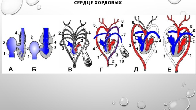 Сердце хордовых 