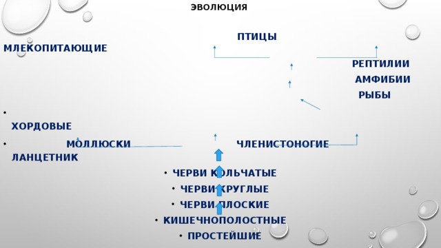 ЭВОЛЮЦИЯ  птицы млекопитающие  рептилии  амфибии  рыбы  хордовые  Моллюски членистоногие ланцетник Черви кольчатые Черви круглые Черви плоские кишечнополостные Простейшие 