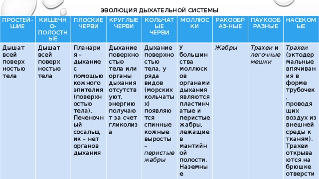 Эволюция дыхательной системы ПРОСТЕЙ-ШИЕ Дышат всей поверх КИШЕЧНО-ПОЛОСТНЫЕ ПЛОСКИЕ ЧЕРВИ Дышат всей поверх ностью тела Планария – дыхание с помощью кожного эпителия (поверхностью тела). Печеночный сосальщик – нет органов дыхания ностью тела КРУГЛЫЕ ЧЕРВИ КОЛЬЧАТЫЕ ЧЕРВИ Дыхание поверхностью тела или органы дыхания отсутствуют, энергию получают за счет гликолиза Дыхание поверхностью тела, у ряда видов (морских кольчатых) появляются спинные кожные выросты – перистые жабры  МОЛЛЮСКИ РАКООБРАЗ-НЫЕ У большинства моллюсков органами дыхания являются пластинчатые и перистые жабры, лежащие в мантийной полости. Наземные моллюски дышат видоизменением мантийной полости – легкими Жабры  ПАУКООБРАЗНЫЕ НАСЕКОМЫЕ Трахеи и легочные мешки Трахеи (эктодермальные впячивания в форме трубочек, проводящих воздух из внешней среды к тканям). Трахеи открываются на брюшке отверстиями, которые называются дыхальца 