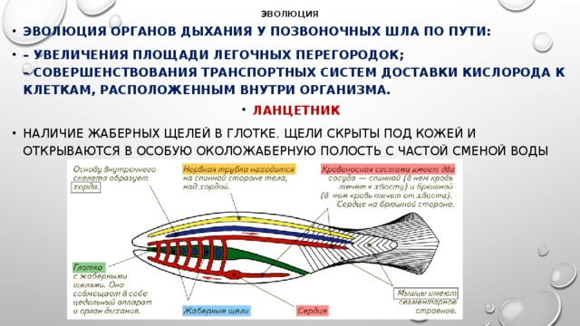 ЭВОЛЮЦИЯ Эволюция органов дыхания у позвоночных шла по пути: – увеличения площади легочных перегородок;  – совершенствования транспортных систем доставки кислорода к клеткам, расположенным внутри организма. ЛАНЦЕТНИК Наличие жаберных щелей в глотке. Щели скрыты под кожей и открываются в особую околожаберную полость с частой сменой воды  