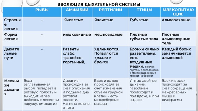 Эволюция дыхательной системы Строение легких РЫБЫ АМФИБИИ - Форма легких - РЕПТИЛИИ  Ячеистые Дыхательные пути Механизм дыхания - мешковидные ПТИЦЫ Ячеистые Вода, заглатываемая рыбой, попадает в ротовую полость и выходит через жаберные лепестки наружу, омывая их мешковидные Губчатые Развиты слабо, трахейно-гортанный, Жабры МЛЕКОПИТАЮЩИЕ Плотные губчатые тела состоят из жаберных дуг, жаберных тычинок и жаберных лепестков с множеством кровеносных сосудов Удлиняются. Появляются трахеи и бронхи Дыхание происходит за счет опускания и подъема дна ротовой полости. Альвеолярные Нагнетательного типа Вдох и выдох происходят за счет изменения объема грудной клетки – есть межреберные мышцы Бронхи сильно разветвлены, есть воздушные мешки. Певчая гортань расположена в месте разделения трахеи на бронхи Только у личинок Плотные альвеолярные тела У птиц двойное дыхание: газообмен происходит и при вдохе, и при выдохе. - Каждый бронх заканчивается альвеолой - Вдох и выдох происходят за счет сокращения межреберных мышц и диафрагмы - 