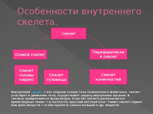 Особенности внутреннего скелета. скелет Периферический скелет Осевой скелет Скелет головы (череп) Скелет конечностей Скелет туловища Внутренний  скелет  — это опорная основа тела позвоночного животного. Скелет участвует в движении тела, осуществляет защиту внутренних органов. К скелету прикрепляется мускулатура. В костях скелета располагаются кроветворные ткани — в частности, красный костный мозг. Также скелет служит как депо веществ — в нём хранятся запасы кальция и др. веществ 