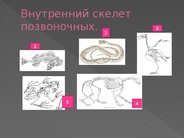 Внутренний скелет позвоночных. 3 2 1 5 4 