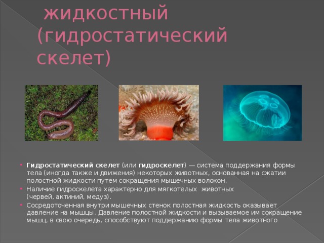   жидкостный (гидростатический скелет) Гидростатический скелет  (или  гидроскелет ) — система поддержания формы тела (иногда также и движения) некоторых животных, основанная на сжатии полостной жидкости путём сокращения мышечных волокон. Наличие гидроскелета характерно для мягкотелых животных (червей, актиний, медуз). Сосредоточенная внутри мышечных стенок полостная жидкость оказывает давление на мышцы. Давление полостной жидкости и вызываемое им сокращение мышц, в свою очередь, способствуют поддержанию формы тела животного 
