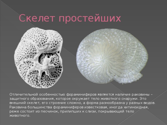 Скелет простейших Отличительной особенностью фораминиферов является наличие раковины – защитного образования, которое окружает тело животного снаружи. Это внешний скелет, его строение сложно, а форма разнообразна у разных видов. Раковина большинства фораминиферов известковая, иногда хитиноидная, реже состоит из песчинок, прилипших к слизи, покрывающей тело животного.  