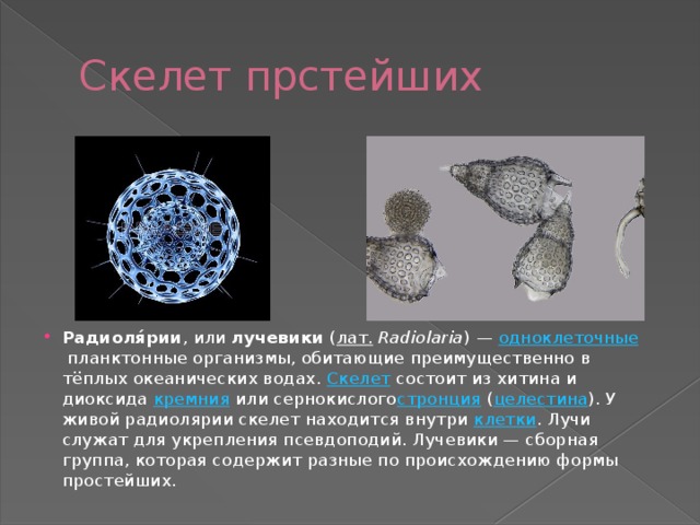 Скелет прстейших Радиоля́рии , или  лучевики  ( лат.   Radiolaria ) —  одноклеточные  планктонные организмы, обитающие преимущественно в тёплых океанических водах.  Скелет  состоит из хитина и диоксида  кремния  или сернокислого стронция  ( целестина ). У живой радиолярии скелет находится внутри  клетки . Лучи служат для укрепления псевдоподий. Лучевики — сборная группа, которая содержит разные по происхождению формы простейших. 