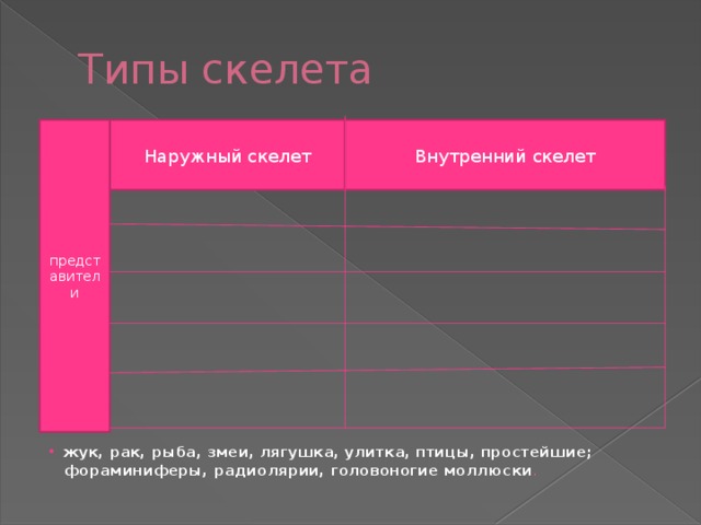 Типы скелета Наружный скелет Внутренний скелет представители жук, рак, рыба, змеи, лягушка, улитка, птицы, простейшие; фораминиферы, радиолярии, головоногие моллюски . 