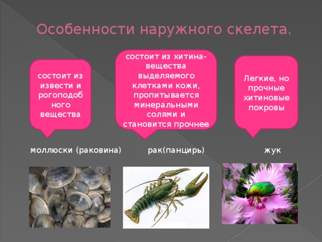 Особенности наружного скелета. состоит из хитина-вещества выделяемого клетками кожи, пропитывается минеральными солями и становится прочнее Легкие, но прочные хитиновые покровы состоит из извести и рогоподобного вещества  моллюски (раковина) рак(панцирь) жук 
