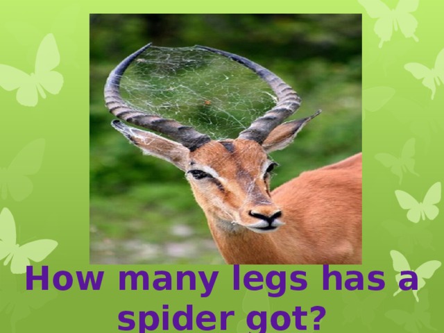 How many legs has a spider got? 