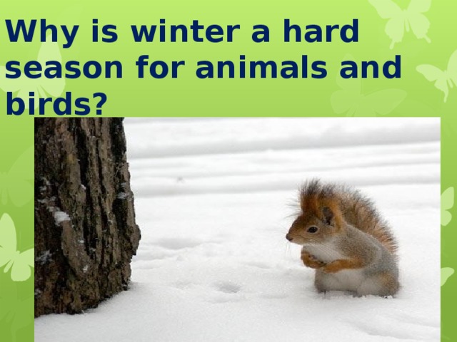 Why is winter a hard season for animals and birds? 
