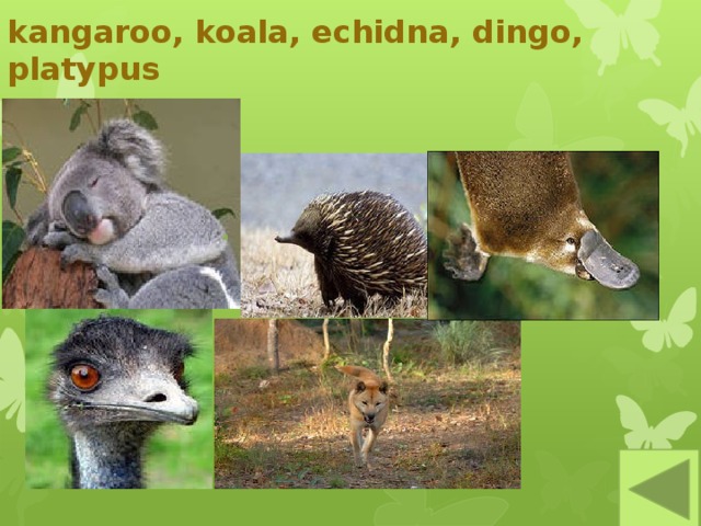 kangaroo, koala, echidna, dingo, platypus 